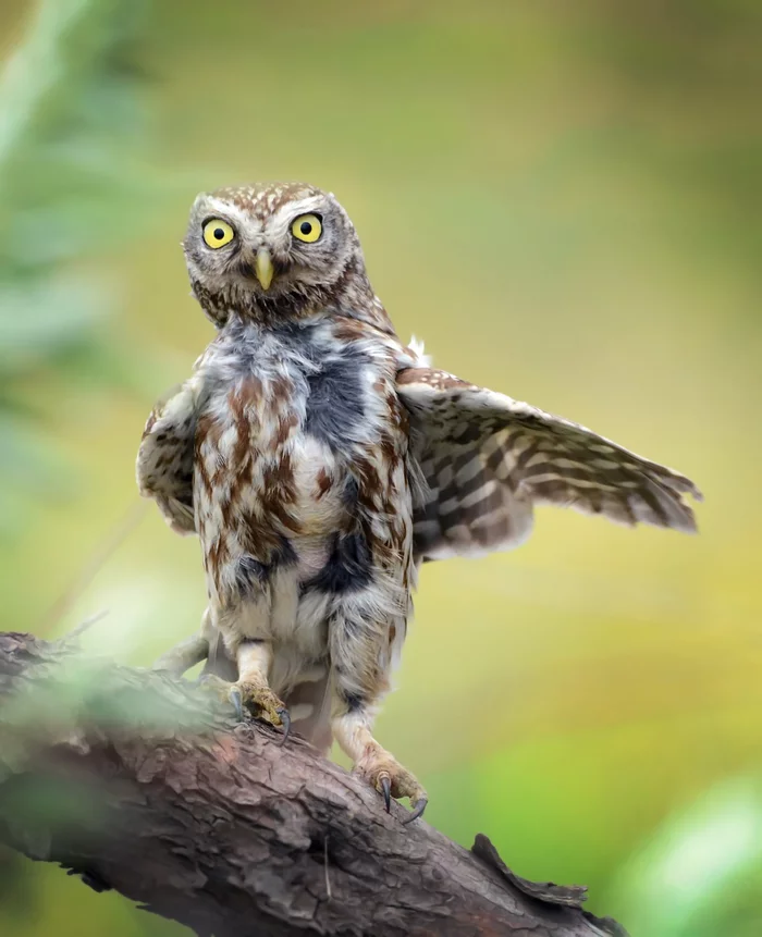 The library is there! - Birds, Little owl, Predator birds, The national geographic, The photo, Wild animals, Funny animals, Animals