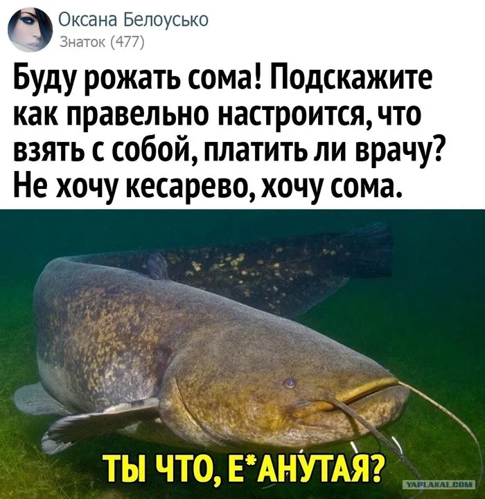 Bayans about catfish - Soma, Humor, Strange humor, Memes, Longpost, Catfish, Mat, Repeat