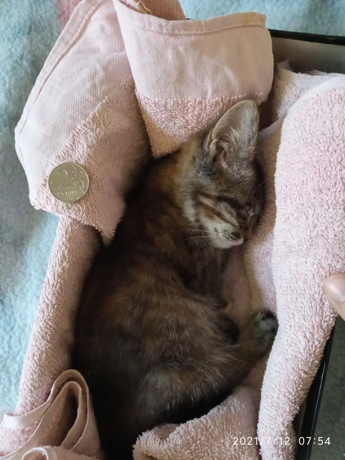 Передержка Абакан - Кот, Передержка, Отдам, Помощь, Котята, Без рейтинга, Длиннопост, Абакан, В добрые руки