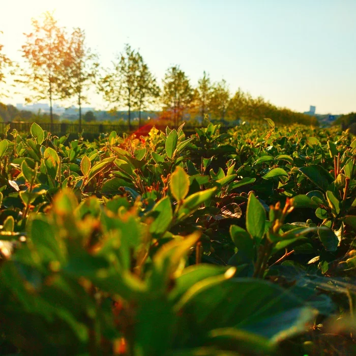 Summer - My, Mobile photography, Summer, Nature, Greenery, The sun