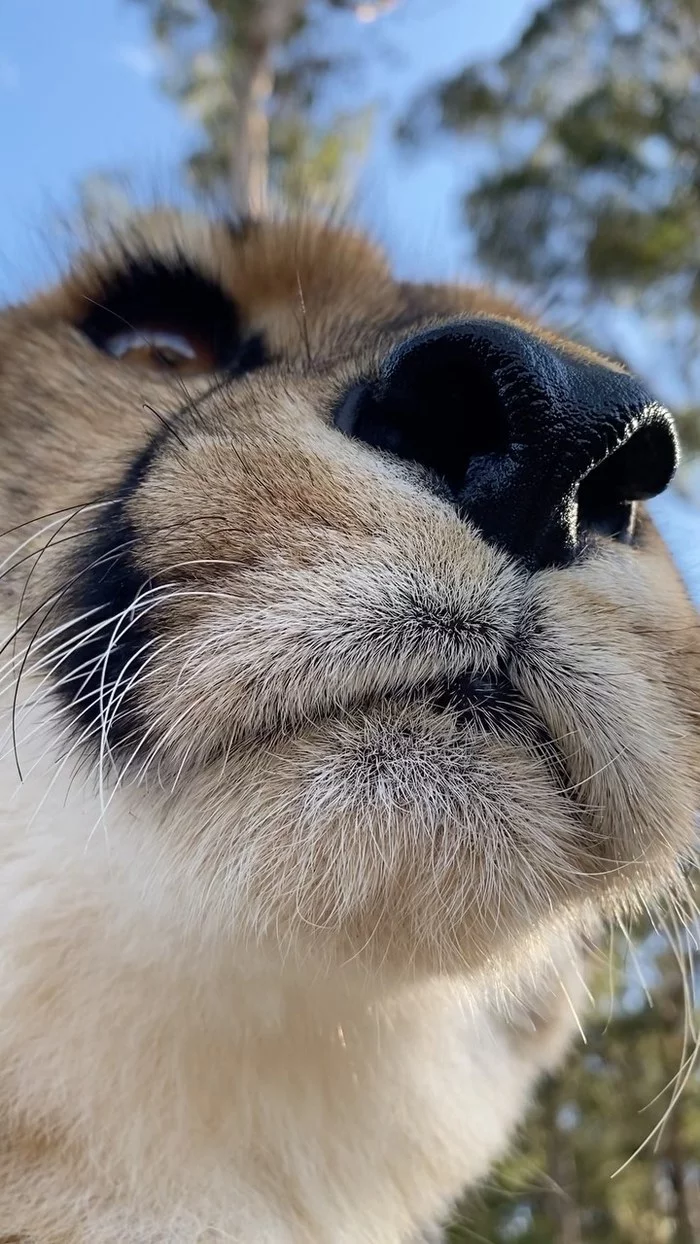 Sweet muzzle. - Cheetah, Small cats, Cat family, Milota, Australia, Reserves and sanctuaries, Wild animals, Video, Longpost, Nose, , Wild cat center