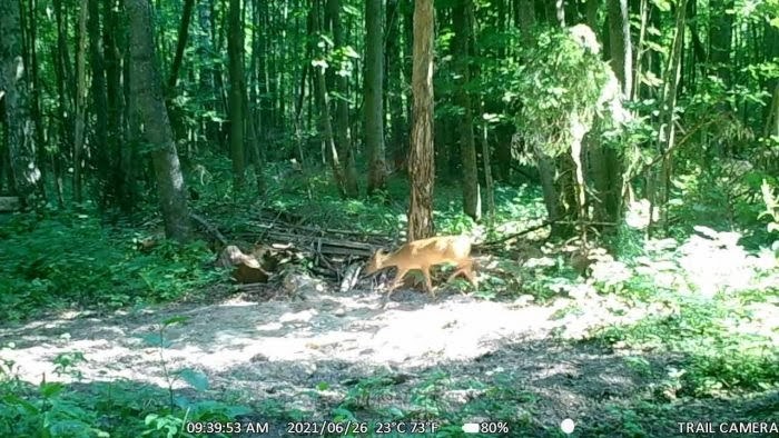 I was drawn to salty: in the Oryol region, wild animals get a treat in families - Roe, Wild animals, Deer, Oryol Region, Phototrap, Young, Milota, Salt, , National park, Video