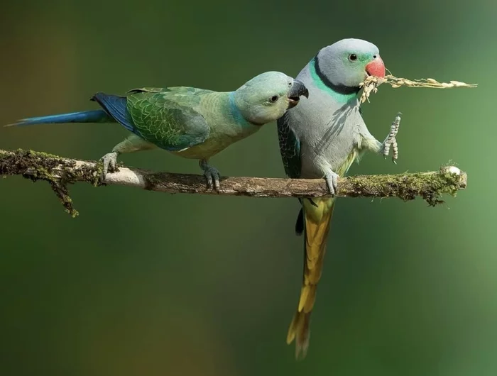 Everyone has this friend... - The photo, A parrot, friendship
