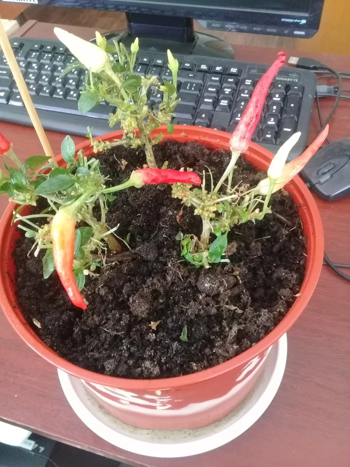 Pepper is sick - My, Hot peppers, Pepper farming, Mite, Pepper, Treatment, Longpost