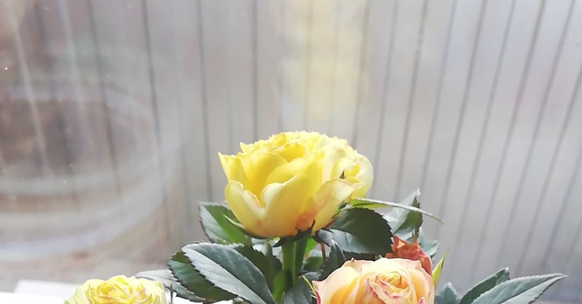 Help. The rose is dying! - My, the Rose, Houseplants, Help, Gardening, Longpost