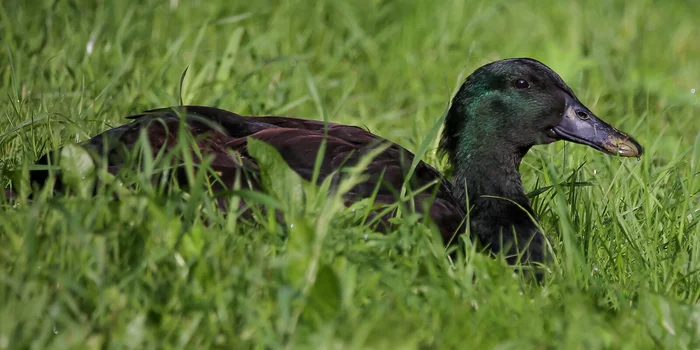 Unusual ducks appeared in Tsaritsyno park - Birds, Moscow, Ornithology, Chick, Duck, Longpost