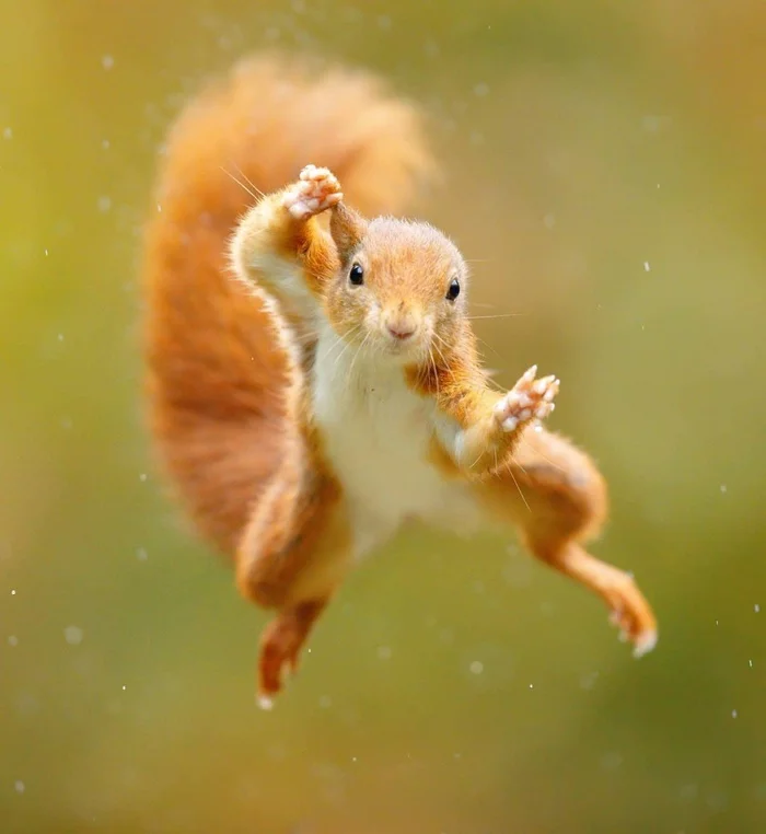 Kung Fu Master - Squirrel, Animals, Bounce