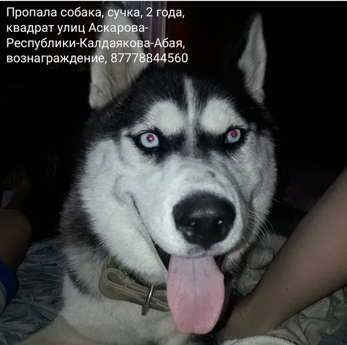 A family friend is missing! - No rating, The dog is missing, Kazakhstan, Shymkent, Lost, Dog