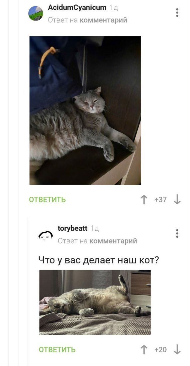 The story of one cat - My, cat, Longpost, Similarity, Screenshot, Comments on Peekaboo