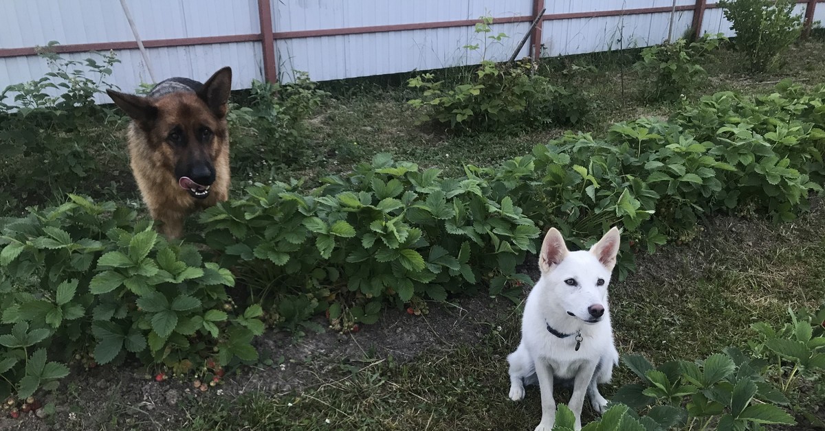 Evening dogs - My, Dog, German Shepherd, Cur, Pets, Evening, Dacha, Strawberry (plant), Garden beds, , Berries, Preferences