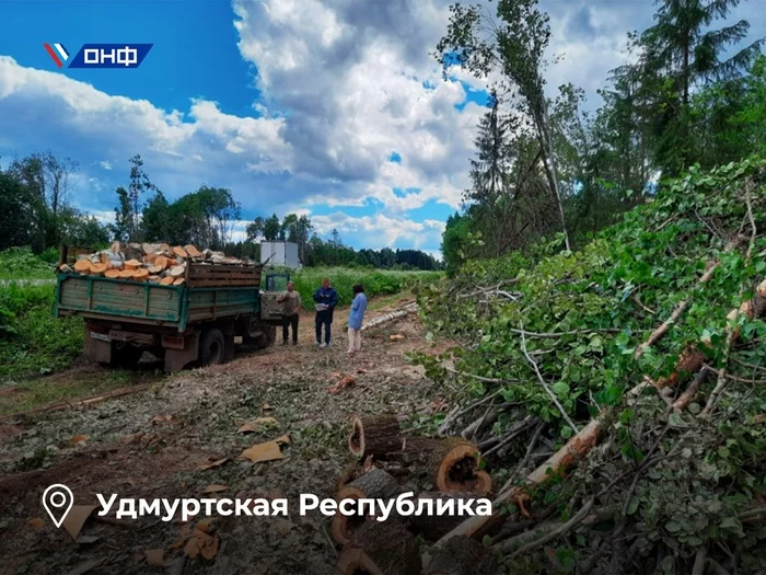 50 kilometers of forest for 5,000 rubles: is the “firewood business” flourishing in Udmurtia? - My, news, Udmurtia, Forest, Ecology, , Felling, Fraud, Protection of Nature, Longpost, , Negative