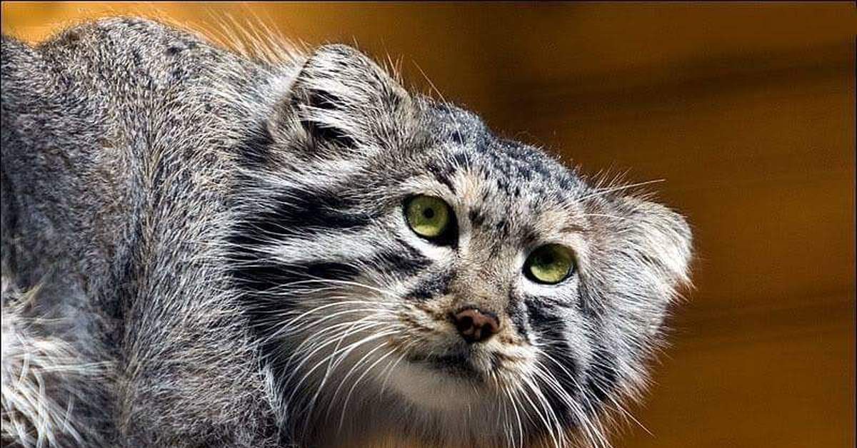 The saddest cats in the world - Pallas' cat, Small cats, Cat family, Wild animals, Fluffy, Milota, Sight, Sadness, , Pet the cat, Longpost