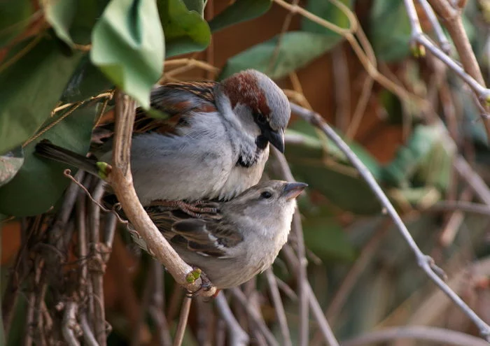 From the life of sparrows - My, Sparrow, Nature, The photo, Spring