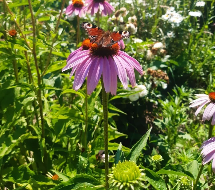 Butterflies - My, Peacock's Eye, Echinacea, Nature, Longpost