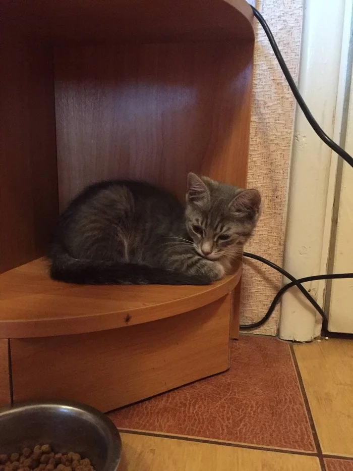 Give a kitten a home - cat, Yaroslavl, I will give, Lameness, Milota, Video, Longpost