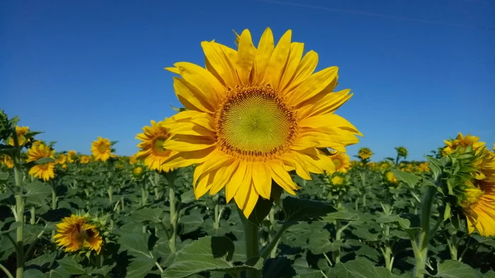 Sunflowers. - My, Sunflower, Mobile photography, Field, Kharkiv Oblast, Sky, Meizu