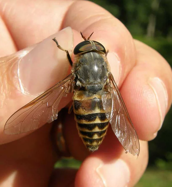 Young Naturalist - My, Nature, Horsefly, Young Naturalist, Awkward moment