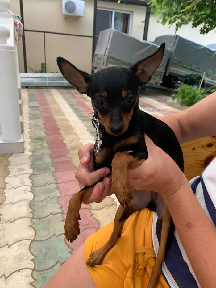 Toy Terrier - My, Toy Terrier, Lost, Longpost, Dog, Found a dog, Anapa, No rating