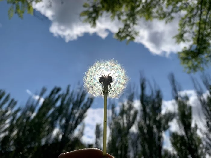 Caught the sun in a dandelion - My, Mobile photography, Summer, The sun