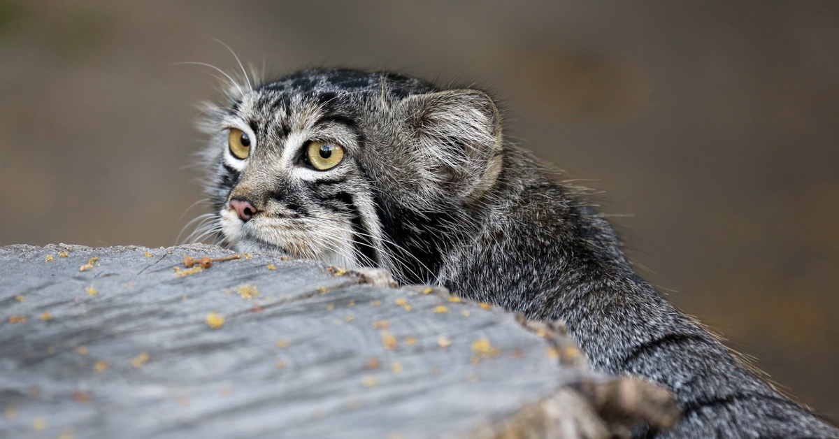 The Beast Called Timothy - Animals, The photo, Pallas' cat, Small cats, Cat family