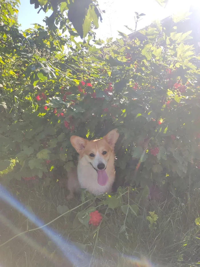 summer corgi - My, Dog, Corgi, Nature, Dacha, Currant, Joy, Heat, Pets