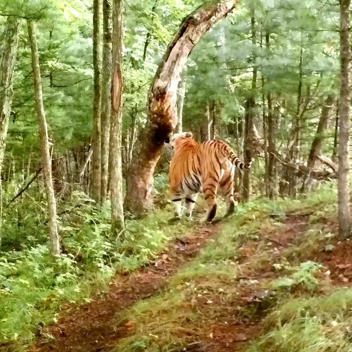 There was a tiger, welcome! - Tiger, Amur tiger, Cat family, The Bears, Boar, Wild animals, Interesting, Land of the Leopard, , National park, Communication, Big cats, Video
