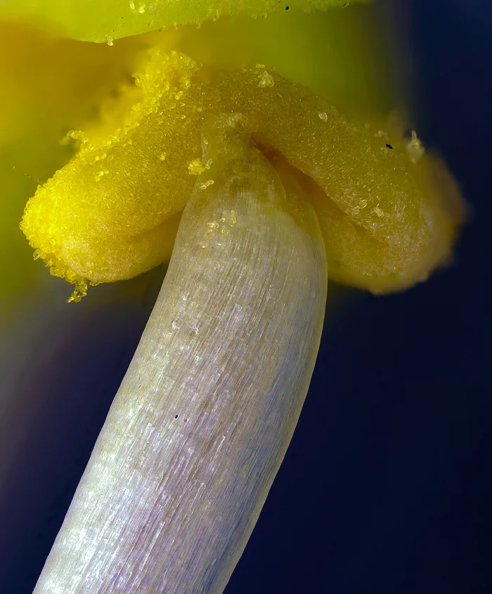 Connector - My, Microfilming, Flora, Flowers, Microscope