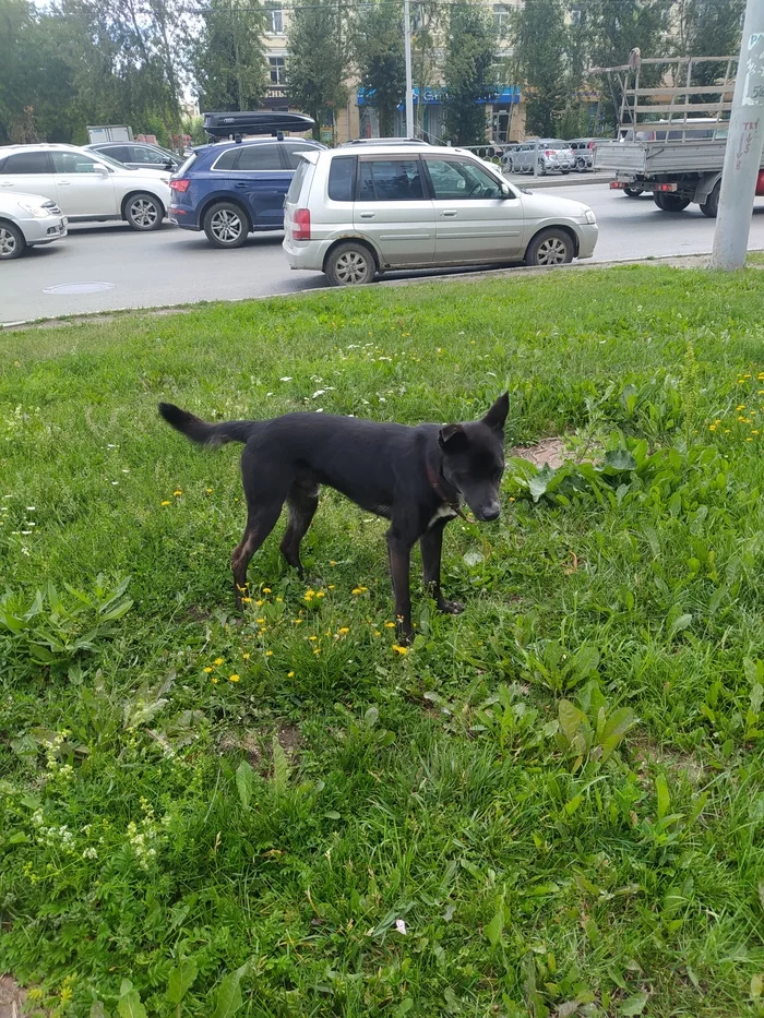 Found dog, Yekaterinburg - My, Find, The missing, The dog is missing, Found a dog, Yekaterinburg, Dog, No rating