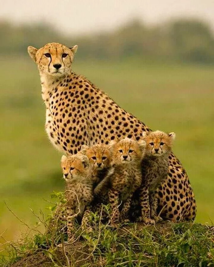 Family - Cheetah, Small cats, Cat family, Wild animals, The photo