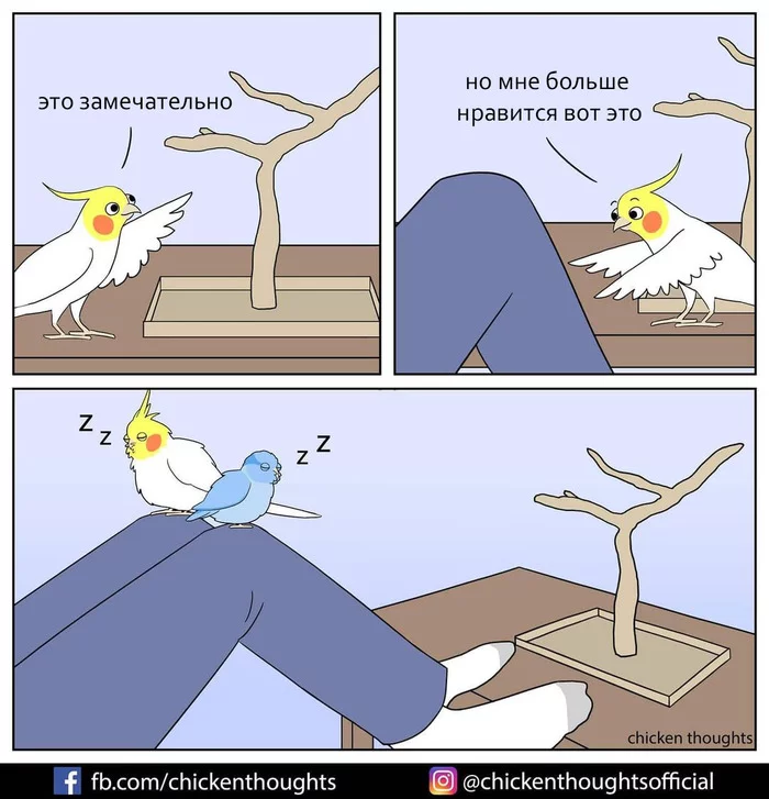 The best perch is a human - Chicken thoughts, Comics, A parrot
