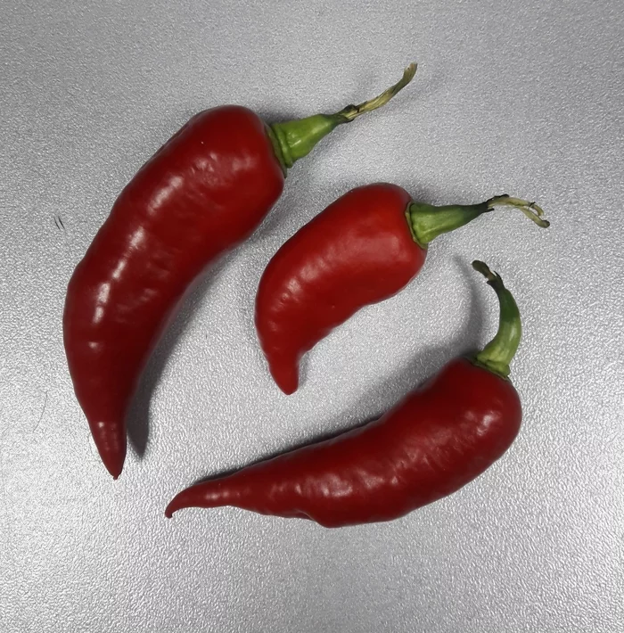 The answer to the post Kaliningraders - are there? - My, Freebie, Hot peppers, Review, Reply to post, Longpost