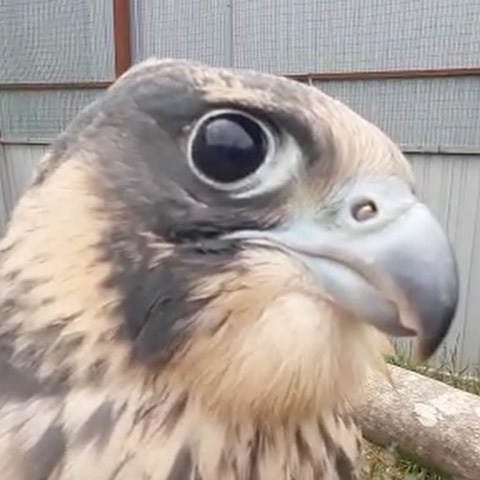 Rare bird brought to wildlife rehabilitation center in Primorye - Birds, Chick, Predator birds, Animal Rescue, Primorsky Krai, Rehabilitation centers, Tiger Center, Positive, Video, , Peregrine falcon, Cell