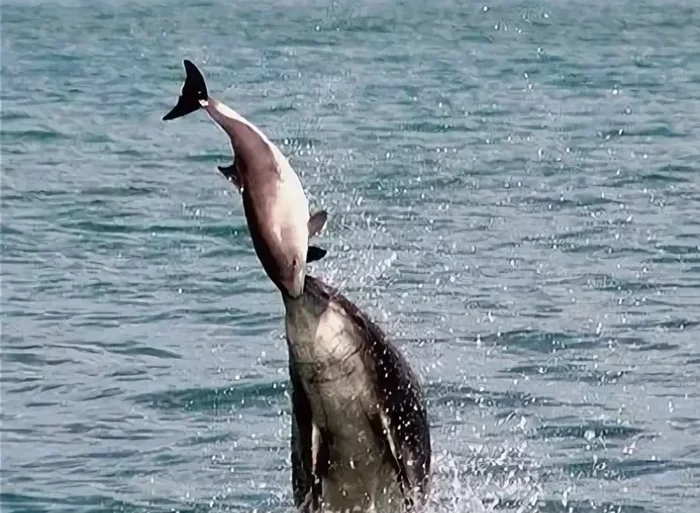 Harbor Porpoise: Tiny whales who are unfortunate in life, and dolphins mock them - Animals, Dolphin, Guinea pig, Animal book, Yandex Zen, Longpost