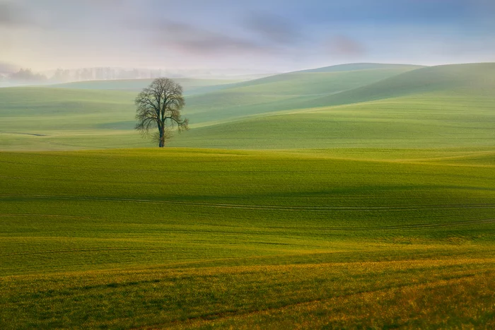 Loneliness - The photo, Nature, Tree, Field