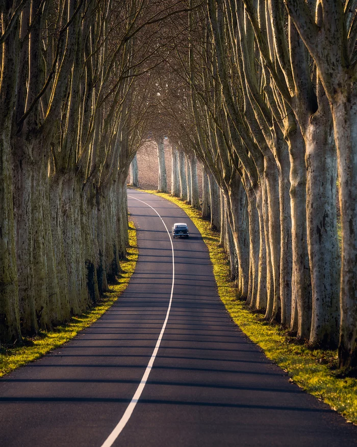 Tunnel - The photo, Tunnel, Tree, Road