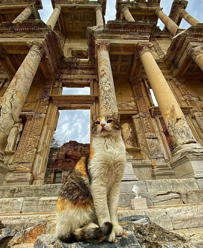 В цвет Кот, Эфес, Турция, Фотография, Трехцветная кошка