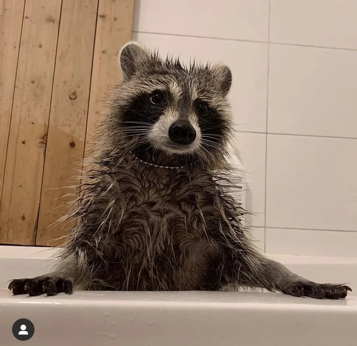 When I waited for my beloved from the shower - Raccoon, Milota, Animals, Pets, Shower