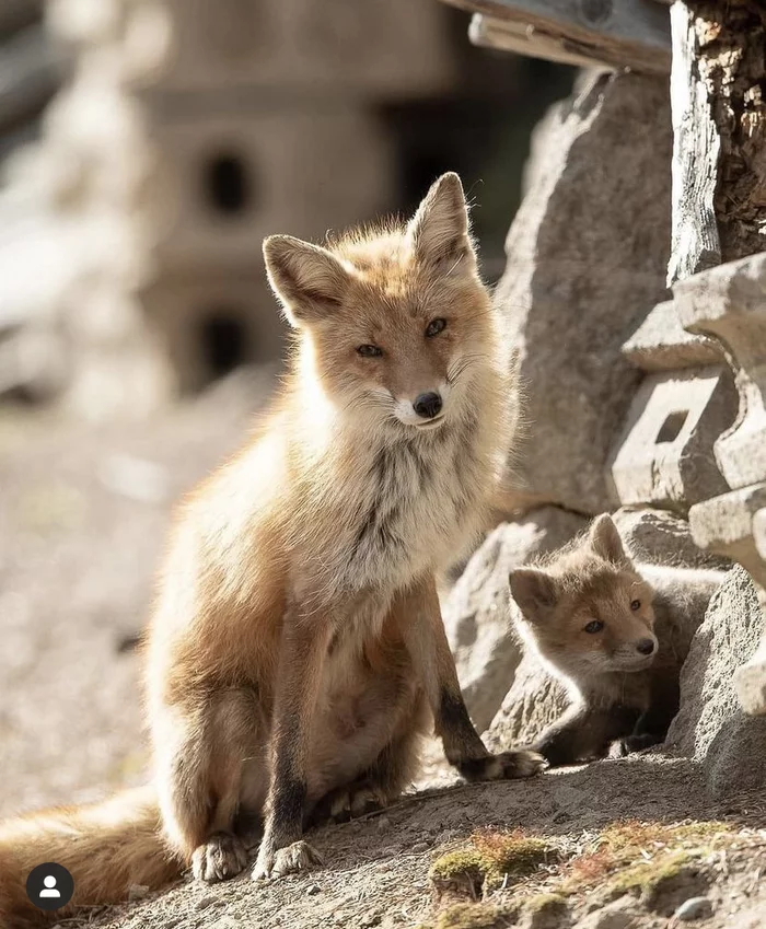 no buddy - Fox, Milota, The photo, Animals, Nature, Surroundings