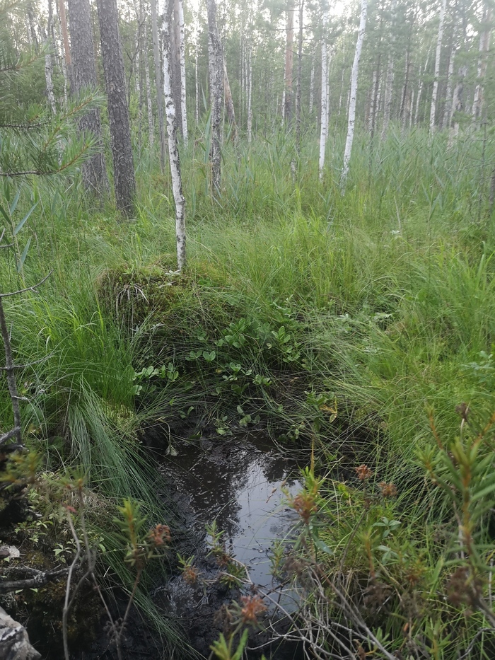 1626370004124740352 для чего лоси едят мухоморы