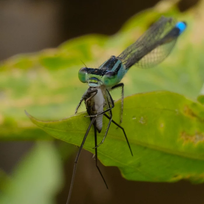 Batyanyaplus's answer to Wadded spiders or carnivorous mold. - My, Dragonfly, Insects, Observation, Is eating, Video, Reply to post, Longpost