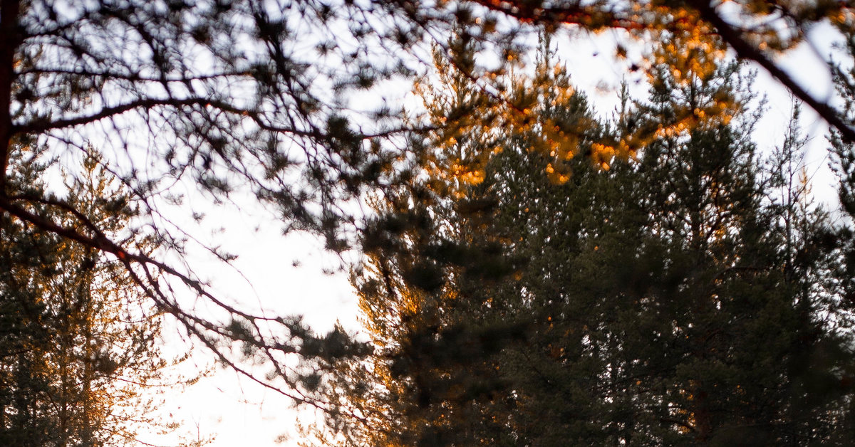 Evening in the forest. ch2 - My, Forest, Evening, Christmas trees, Tundra, North, Summer, The photo