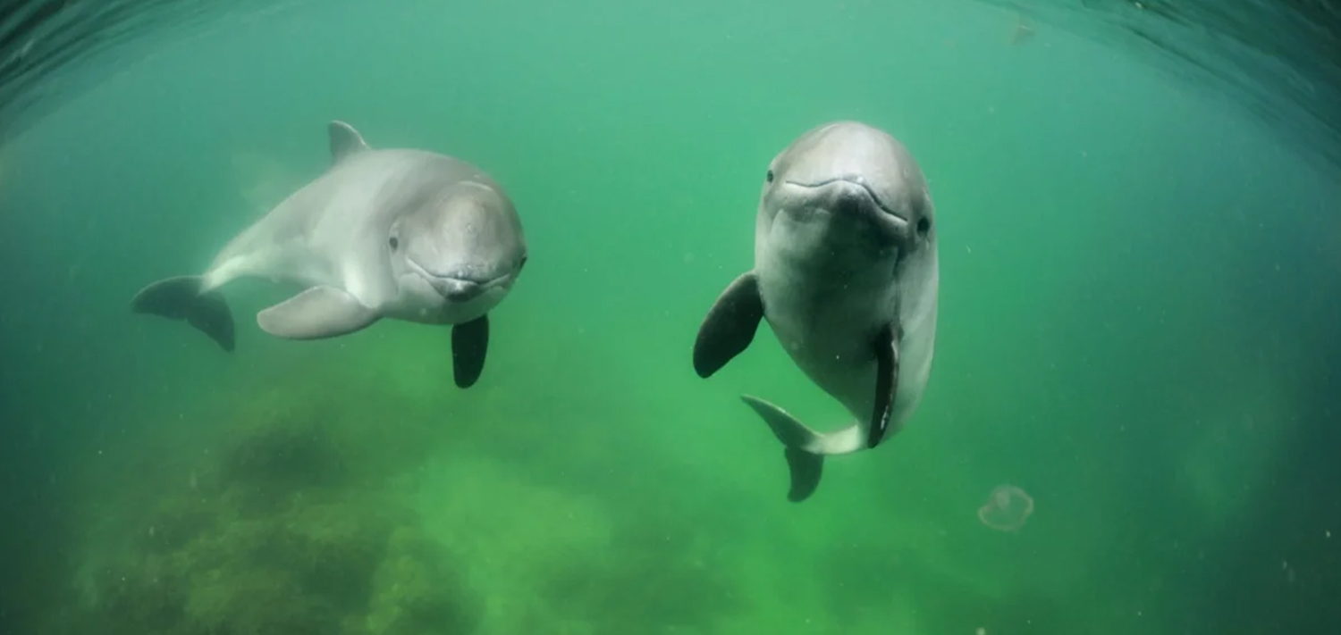 Дельфин Вакита. Phocoena Phocoena Harbour Porpoise обыкновенная морская свинья. Азовка (Пыхтун) Дельфин. Дельфин Азовка детеныш.