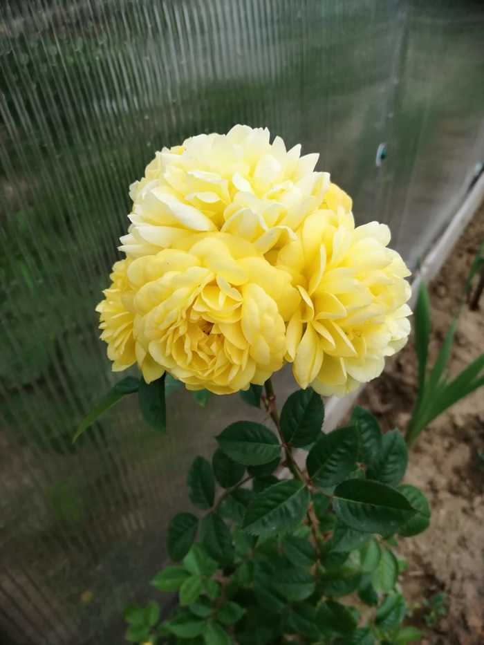 Strange rose.... 6 buds on one stem... - Flowers, Dacha