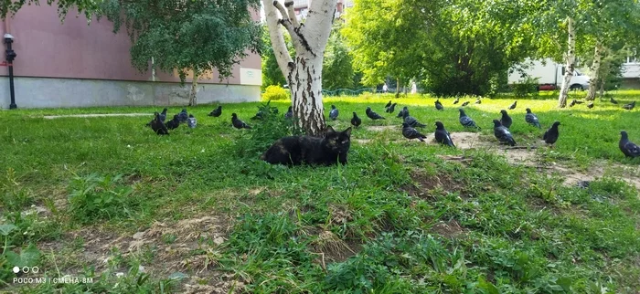 Turn around!!!) - My, cat, Pigeon, Fail, turn around