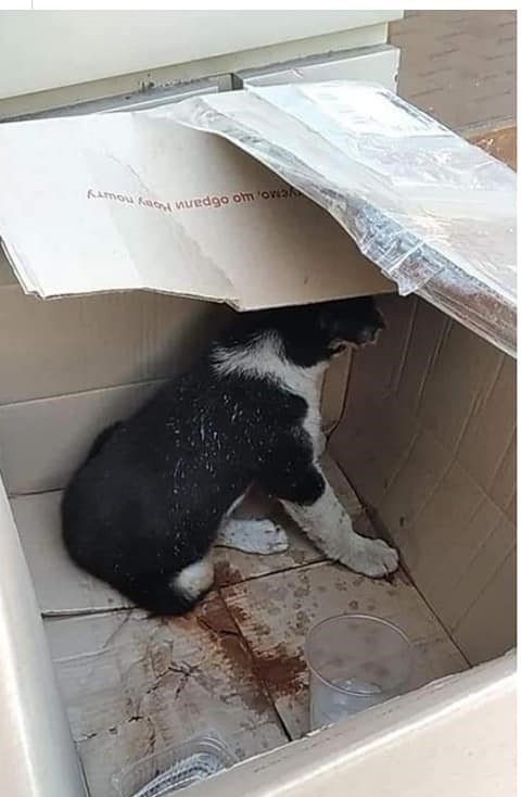 Ищем дом милому щенку Оскару