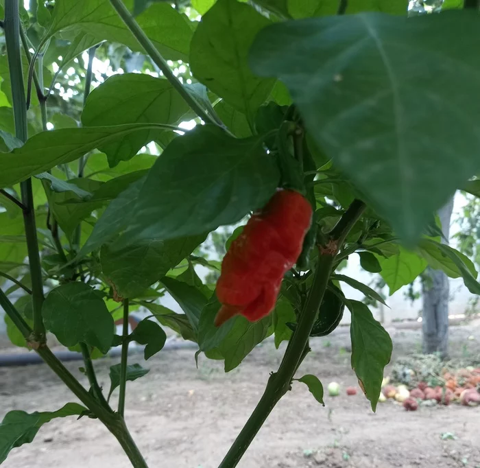 Reply to the post Caroline Ripper. - My, Pepper, The photo, Pepper farming, Result, Reply to post, Longpost