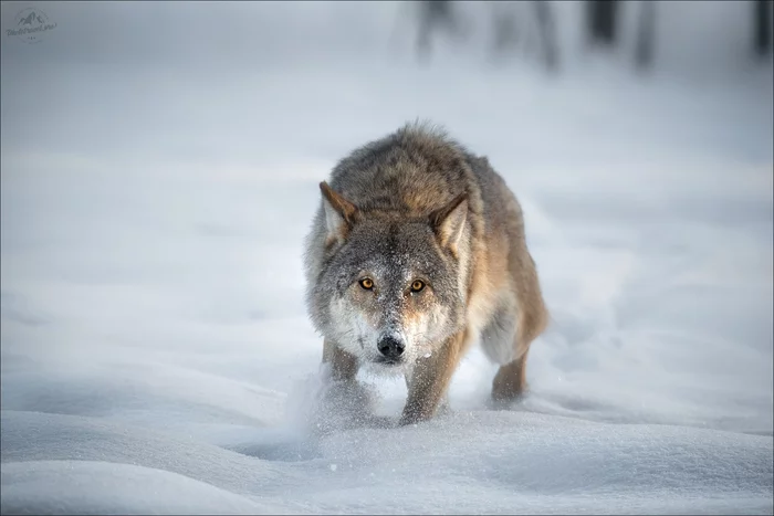 I know a lot about piglets! - Wolf, Canines, Predator, Wild animals, The national geographic, The photo, wildlife, Winter, , Snow, Republic of Belarus, Vitebsk region, February, 2021, Animals