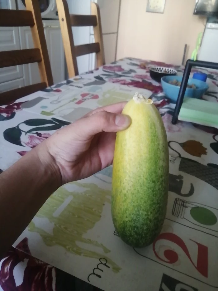 Cucumber) - My, Vegetable garden on the windowsill, Cucumbers, Longpost