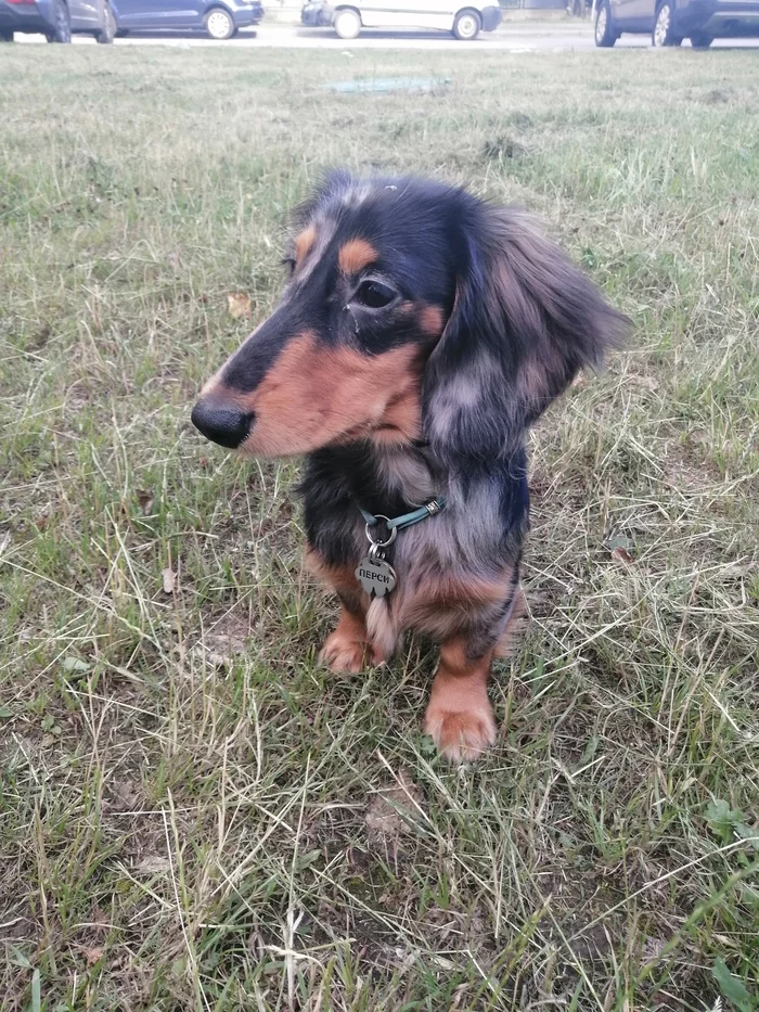 We are growing... - My, Long-haired dachshund, Marble color, Dog