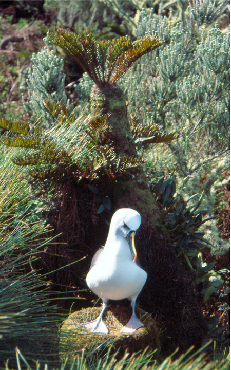 Petrels began to attack albatrosses - Birds, Albatross, Protection of Nature, Petrel, Predator birds, Island, Atlantic Ocean, Southern hemisphere, , The national geographic, Mass death, Wild animals, wildlife, Rare view, Bird watchers, Observation, Anxiety, Video, Longpost